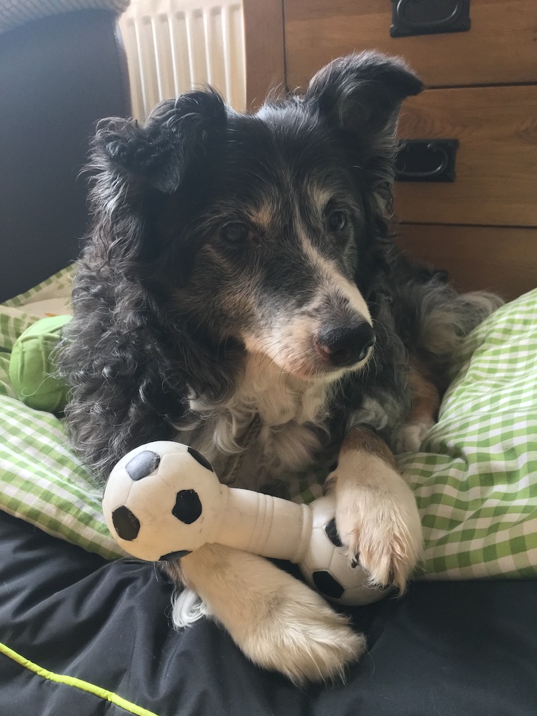 Jess, a 11 year old Border Collie with her favourite toy (at the time of the photo being taken)
